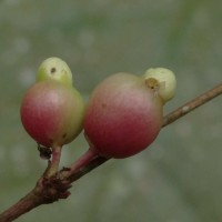 Eugenia rotundata (Trimen) Trimen